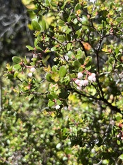 Arctostaphylos nummularia