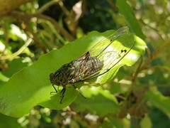 Amphipsalta zelandica