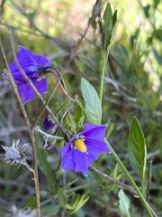 Solanum parishii