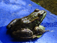 Pelophylax saharicus