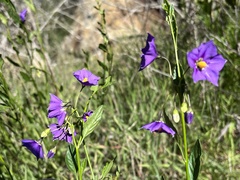 Solanum parishii