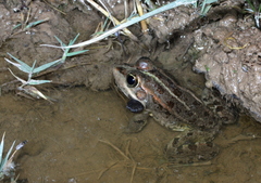 Pelophylax saharicus