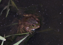 Pelophylax saharicus