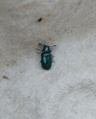 Necrobia violacea
