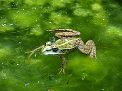 Pelophylax saharicus