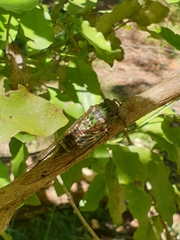 Amphipsalta zelandica