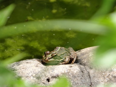 Pelophylax saharicus