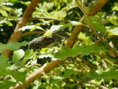 Amphipsalta zelandica