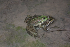 Pelophylax saharicus