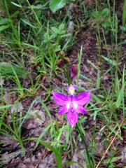 Calopogon tuberosus