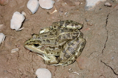 Pelophylax saharicus
