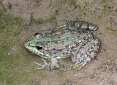 Pelophylax saharicus