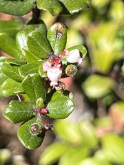 Arctostaphylos nummularia