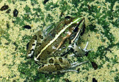 Pelophylax saharicus