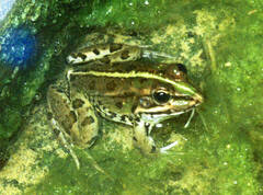 Pelophylax saharicus