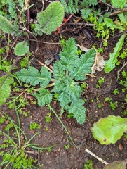 Erodium