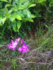 Calopogon tuberosus