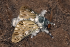 Wittinia cremor