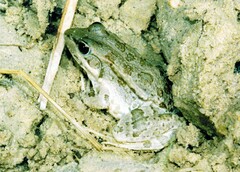 Pelophylax saharicus
