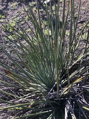 Hesperoyucca whipplei