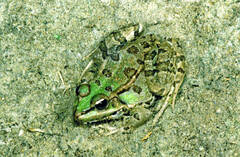 Pelophylax saharicus