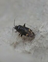 Plagiognathus obscurus