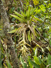 Tillandsia biflora