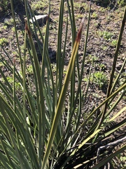 Hesperoyucca whipplei