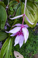 Medinilla magnifica