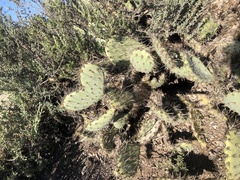 Opuntia semispinosa