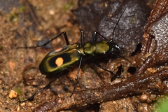 Pseudoxycheila