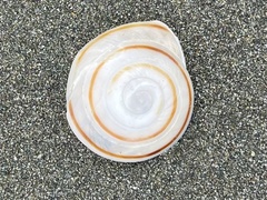 Caracolus marginella