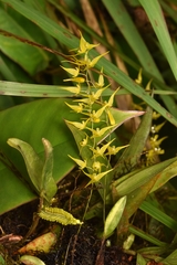 Trichosalpinx dirhamphis