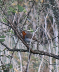 Erithacus rubecula superbus