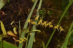 Trichosalpinx dirhamphis