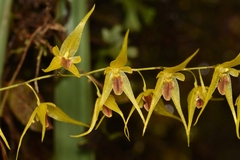 Trichosalpinx dirhamphis