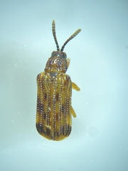 Sumitrosis inaequalis