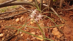 Asclepias stellifera