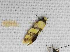 Olbonoma triptycha