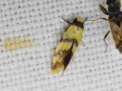 Olbonoma triptycha