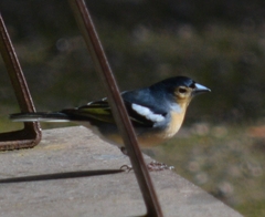 Fringilla coelebs canariensis