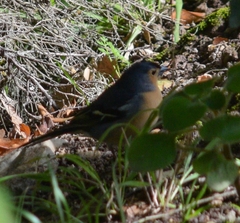 Fringilla coelebs canariensis