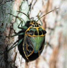 Antestiopsis cederwaldi