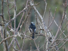 Phoenicurus coeruleocephala