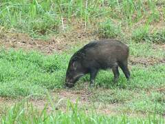 Sus scrofa vittatus