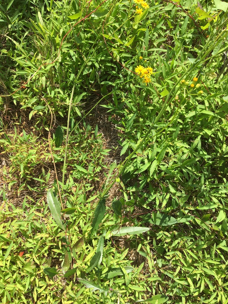 Small's ragwort from Cornwall, PA, USA on June 09, 2019 at 10:10 AM by ...