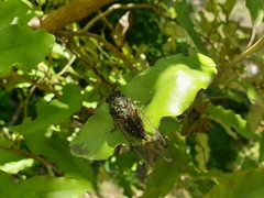 Amphipsalta zelandica