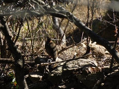 Francolinus francolinus