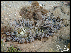 Macrodactyla doreensis