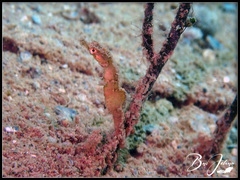 Acentronura breviperula